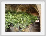 a. In the orangery