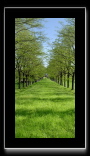 Aureli-avenue.tif