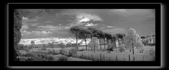 Aureli-Pines_780.tif
